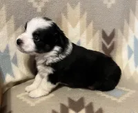 Black Tri M, a male Toy Australian Shepherd for sale in Fort Morgan, CO – 7 of 7