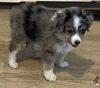 Blue Merle M, a male Toy Australian Shepherd for sale in Fort Morgan, CO – 2 of 7