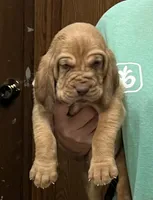 Red L M4, a male Bloodhound for sale in Fort Morgan, CO – 6 of 7