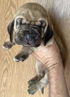Red F, a female Bloodhound for sale in Fort Morgan, CO – 4 of 4