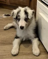 BMM, a male Shetland Sheepdog and Miniature Australian Shepherd for sale in Fort Morgan, CO – Photo 2 of 3