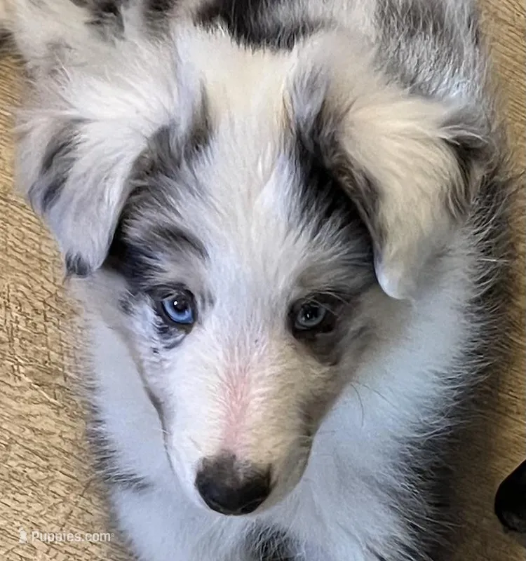 BMM, a male Shetland Sheepdog and Miniature Australian Shepherd for sale in Fort Morgan, CO – Photo 1 of 3