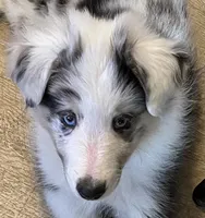 BMM, a male Shetland Sheepdog and Miniature Australian Shepherd for sale in Fort Morgan, CO – Photo 1 of 3