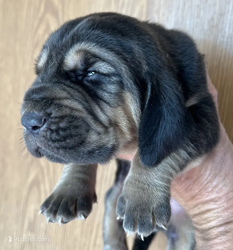 B&T M – Bloodhound puppy for sale in Fort Morgan, CO