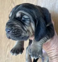 B&T M, a male Bloodhound for sale in Fort Morgan, CO – 1 of 3