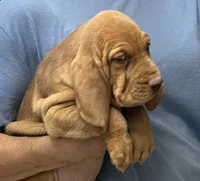 Red LM6, a male Bloodhound for sale in Fort Morgan, CO – 7 of 7