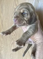Red LM6, a male Bloodhound for sale in Fort Morgan, CO – 2 of 3