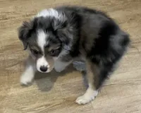 Blue Merle M, a male Toy Australian Shepherd for sale in Fort Morgan, CO – 4 of 7