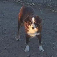 Sierra, a female Miniature Australian Shepherd for sale in Fort Morgan, CO – Photo 2 of 2