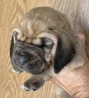 Red F, a female Bloodhound for sale in Fort Morgan, CO – 1 of 4