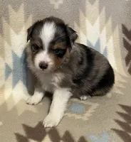 Blue Merle M, a male Toy Australian Shepherd for sale in Fort Morgan, CO – 1 of 7