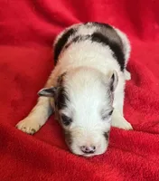 processed/bdb99fb6-fa5e-4921-bfeb-d9a2f5aa4bab/listing/de22aae9-b0ae-47c7-a2cb-a0fa3731922f/ee2fecab-1c5c-4eb7-86ce-f2b550443ba0