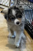 Blue Merle M, a male Toy Australian Shepherd for sale in Fort Morgan, CO – 7 of 7