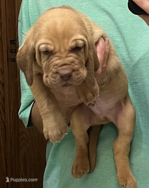 Red Liver M2 – Bloodhound puppy for sale in Fort Morgan, CO