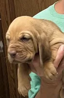 Red Liver M2, a male Bloodhound for sale in Fort Morgan, CO – 2 of 6