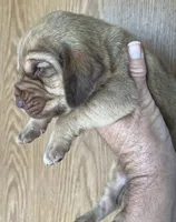 Red LM8, a male Bloodhound for sale in Fort Morgan, CO – 4 of 4