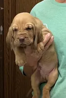 Red Liver M2, a male Bloodhound for sale in Fort Morgan, CO – 5 of 6