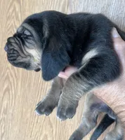 B&T M, a male Bloodhound for sale in Fort Morgan, CO – 2 of 3