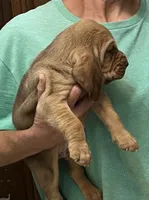Red L M4, a male Bloodhound for sale in Fort Morgan, CO – 2 of 7