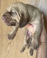 Red Liver M NW, a male Bloodhound for sale in Fort Morgan, CO – 2 of 4