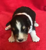 processed/bdb99fb6-fa5e-4921-bfeb-d9a2f5aa4bab/listing/f01ace4d-5877-49ce-8fe2-8934254f291a/9c3c028b-4f41-47c9-8340-48f6f48260cf