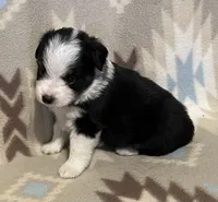 Black Tri M, a male Toy Australian Shepherd for sale in Fort Morgan, CO – 6 of 7