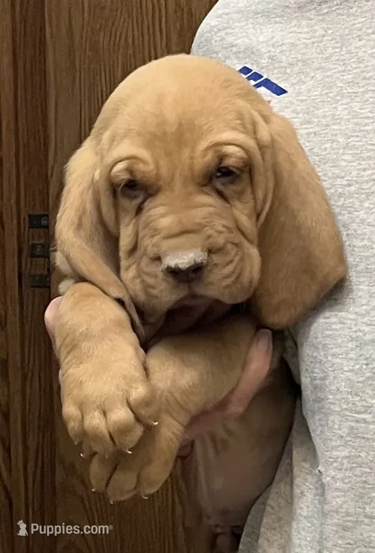 Red Liver M2 – Bloodhound puppy for sale in Fort Morgan, CO