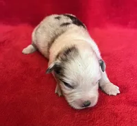 processed/bdb99fb6-fa5e-4921-bfeb-d9a2f5aa4bab/listing/f7e22fdb-da60-40de-bd0e-547cbb2ff406/1093a622-799e-40ed-8c2b-af328e4e23dc