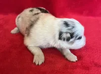 processed/bdb99fb6-fa5e-4921-bfeb-d9a2f5aa4bab/listing/f7e22fdb-da60-40de-bd0e-547cbb2ff406/1f5fafd1-60ef-4d5b-a8da-47f33d091436