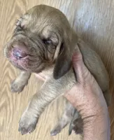 Red Liver M NW, a male Bloodhound for sale in Fort Morgan, CO – 3 of 4