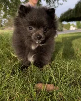 Amelia , a female Pomeranian for sale in Kennewick, WA – 3 of 3