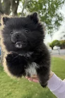 Amelia , a female Pomeranian for sale in Kennewick, WA – 2 of 3