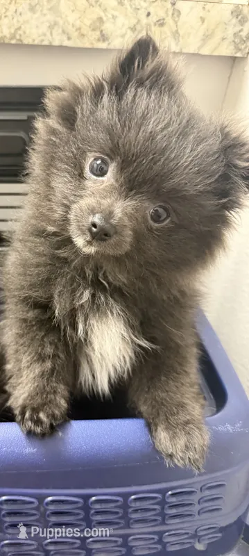 Amelia  – Pomeranian puppy for sale in Kennewick, WA
