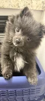 Amelia , a female Pomeranian for sale in Kennewick, WA – 1 of 3