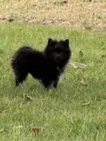 Abigail , a female Pomeranian for sale in Kennewick, WA – 2 of 3