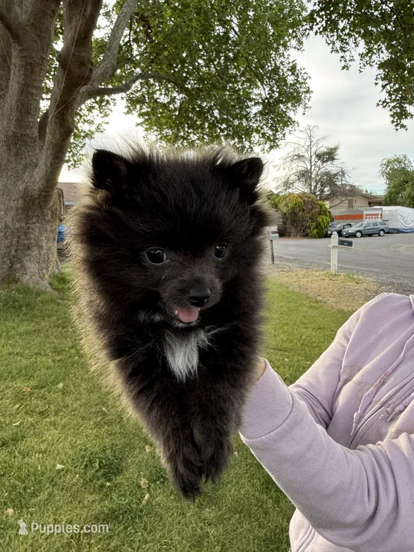 Abigail  – Pomeranian puppy for sale in Kennewick, WA