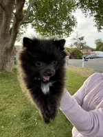Abigail , a female Pomeranian for sale in Kennewick, WA – 1 of 3