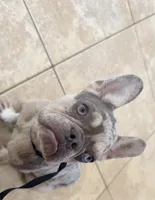 Pebbles, a female French Bulldog for sale in Hamshire, TX – 3 of 3