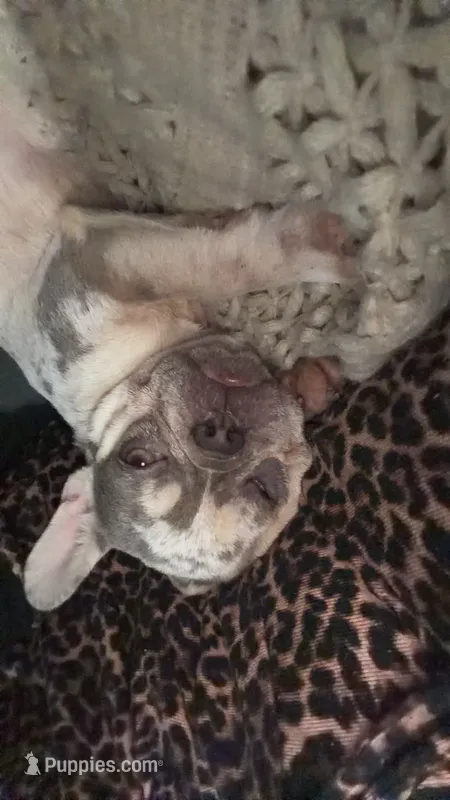 Pebbles – French Bulldog puppy for sale in Hamshire, TX