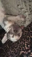 Pebbles, a female French Bulldog for sale in Hamshire, TX – 1 of 3