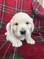 Croissant, a male Golden Retriever for sale in Oconto, WI – Photo 1 of 7