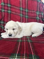 Croissant, a male Golden Retriever for sale in Oconto, WI – Photo 6 of 7