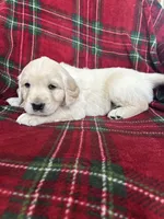 Croissant, a male Golden Retriever for sale in Oconto, WI – Photo 7 of 7