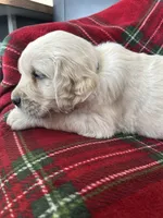Croissant, a male Golden Retriever for sale in Oconto, WI – Photo 2 of 7