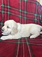 Croissant, a male Golden Retriever for sale in Oconto, WI – Photo 4 of 7