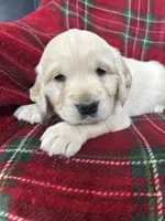 Croissant, a male Golden Retriever for sale in Oconto, WI – Photo 5 of 7