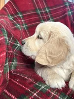 Sugar cookie, a female Golden Retriever for sale in Oconto, WI – Photo 5 of 6