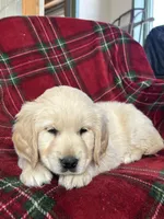 Sugar cookie, a female Golden Retriever for sale in Oconto, WI – Photo 2 of 6