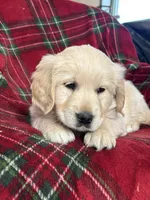 Sugar cookie, a female Golden Retriever for sale in Oconto, WI – Photo 1 of 6