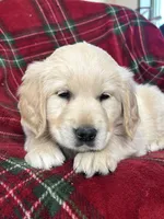 Sugar cookie, a female Golden Retriever for sale in Oconto, WI – Photo 6 of 6